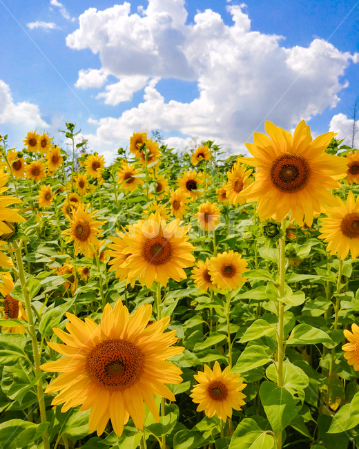 sunflower,꽃,해바라기,식물,시흥갯골공원