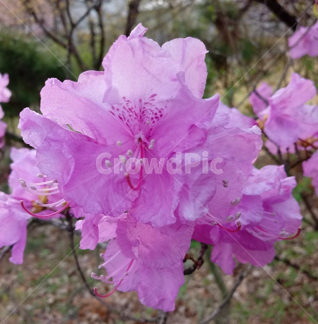 진달래,봄꽃,식물,자연,참꽃,두견화,koreanrosebay,낙엽관목