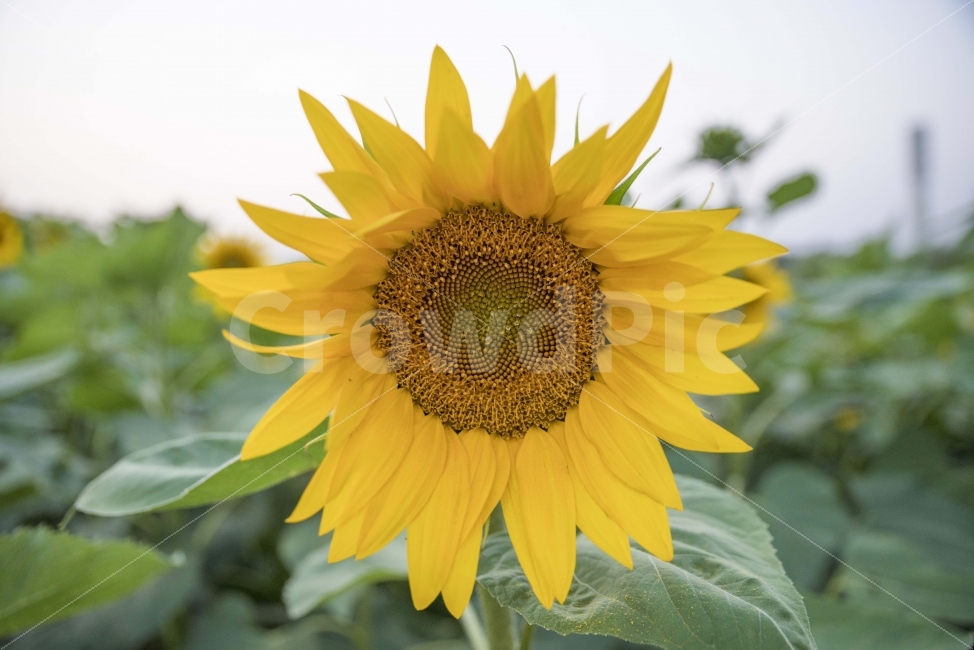 하늘공원,해바라기,꽃,노랑꽃,풍경,여름,계절,summer,season,식물,자연,plants,nature,꽃,flower,plant,blossom