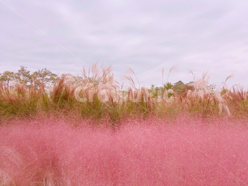 grass,outdoors,옥외,plant,식물,자연,핑크뮬리,식물,자연,plants,nature