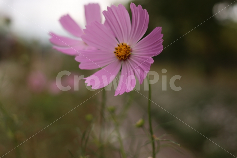 코스모스,cosmos,가을,가을꽃,flower,fall,autumn,캐논200D,canon200D,가을,계절,fall,autumn,season,식물,자연,plants,nature,꽃,flower,감성,sensible,feeling,plant,blossom,daisy,데이지,daisies