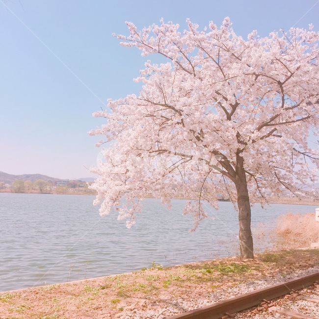 봄,벚꽃,호수,나무,자연,spring,nature,tree,lake,풍경,scenery