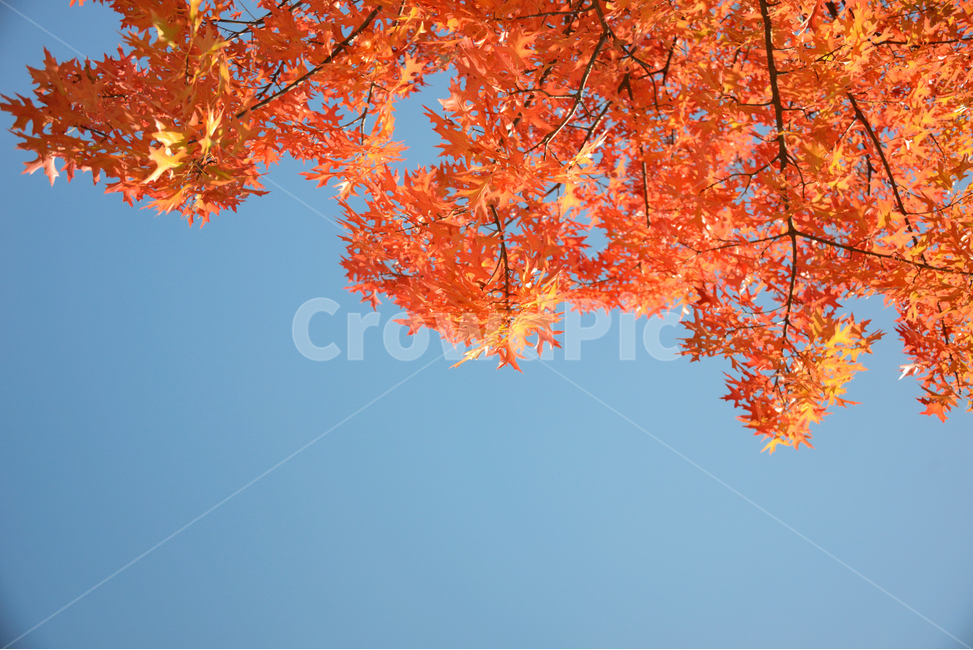 가을,단풍,하늘,단풍잎,빨간열매,fall,autumn,leaf,bluesky,maple,태양,아름다운,sunlight,햇빛,나무,tree,beutiful,sunny,감성,자연,식물,대왕참나무,가을,계절,fall,autumn,season,plant,잎