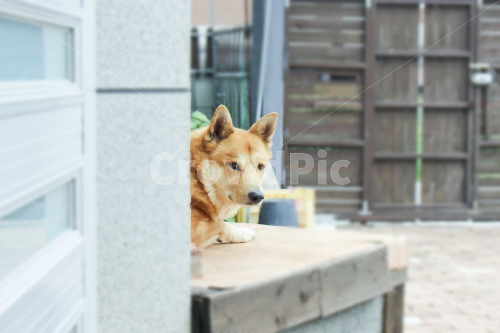 반려견,진돗개,황구,가족,동물,동물,animal,포유류,mammal,개,강아지,dog,doggy