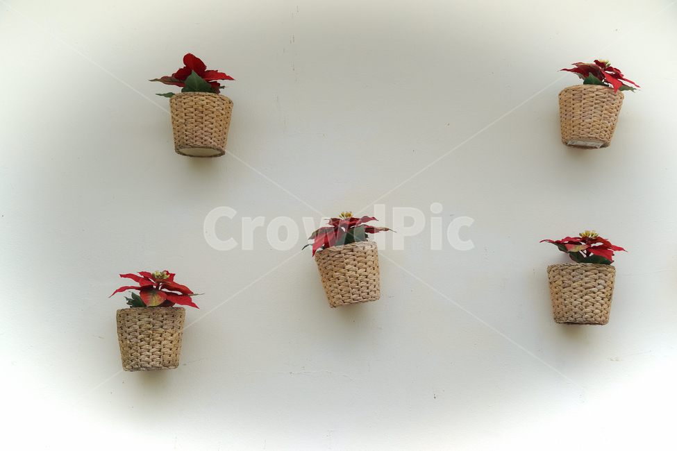 꽃,힐링,신선함,배경화면,빨강,장식,flower,색상,색감,평온함