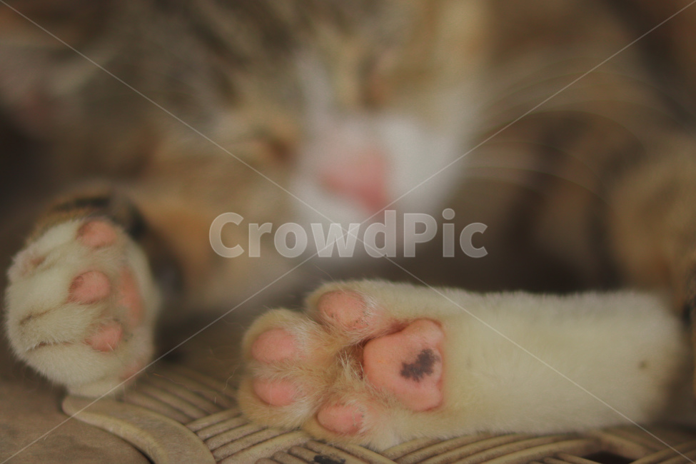 고양이,동물,길고양이,냐옹이,야옹이,잠,길거리,animal,straycat,kitty,street,동물,animal,포유류,mammal,고양이,cat,kitten,kitty