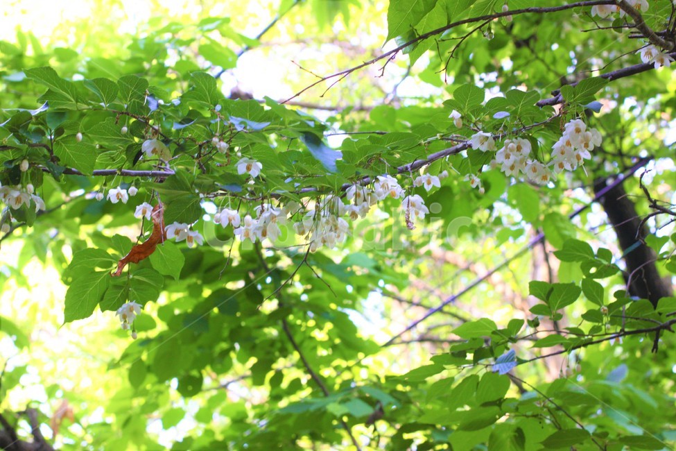 자연,꽃,힐링,풀꽃,야생화,숲