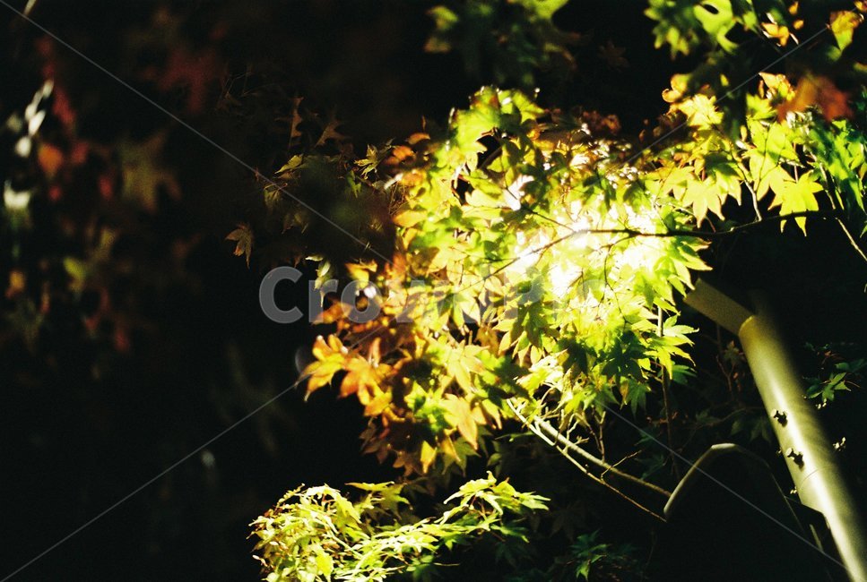 나무,야경,필름,필름사진,감성,감성사진,가로등,야경,밤,풍경,nightscape,night,landscape,leaf,잎,plant,식물,tree