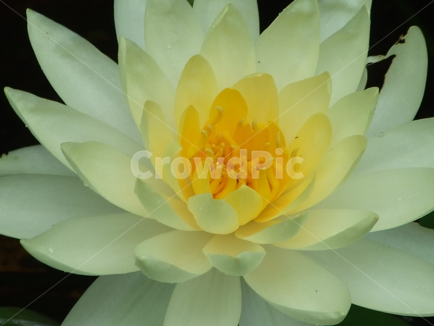 식물,꽃,꽃잎,연꽃,겹꽃,식물,자연,plants,nature,꽃,flower