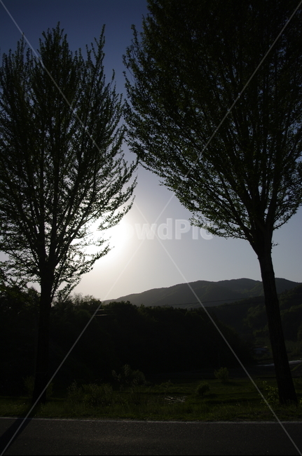 나무,식물,plant,하늘,빛,산,자연,풍경,nature,landscape,tree