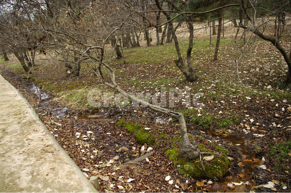 겨울,숲,나무,낙엽,겨울나무,식물,풍경,자연,풍경,nature,landscape,ground,바닥,gravel,자갈,dirt road,흙길,road,도로,plant,tree