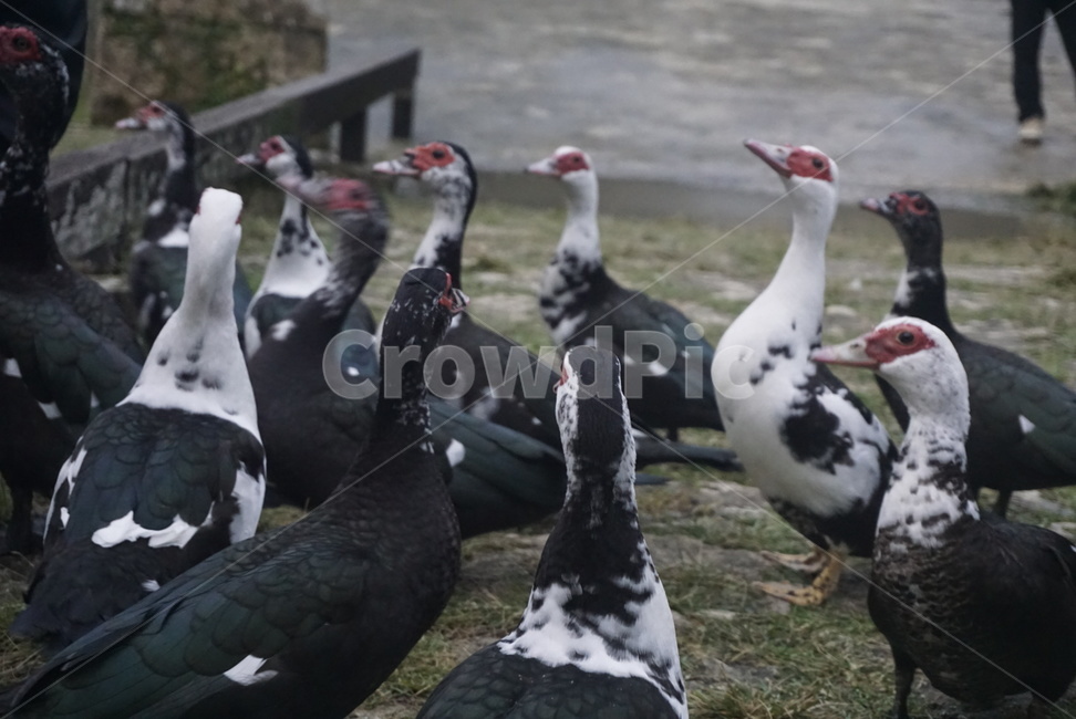 오리,거위,동물,조류,새,동물,animal,조류,새,birds