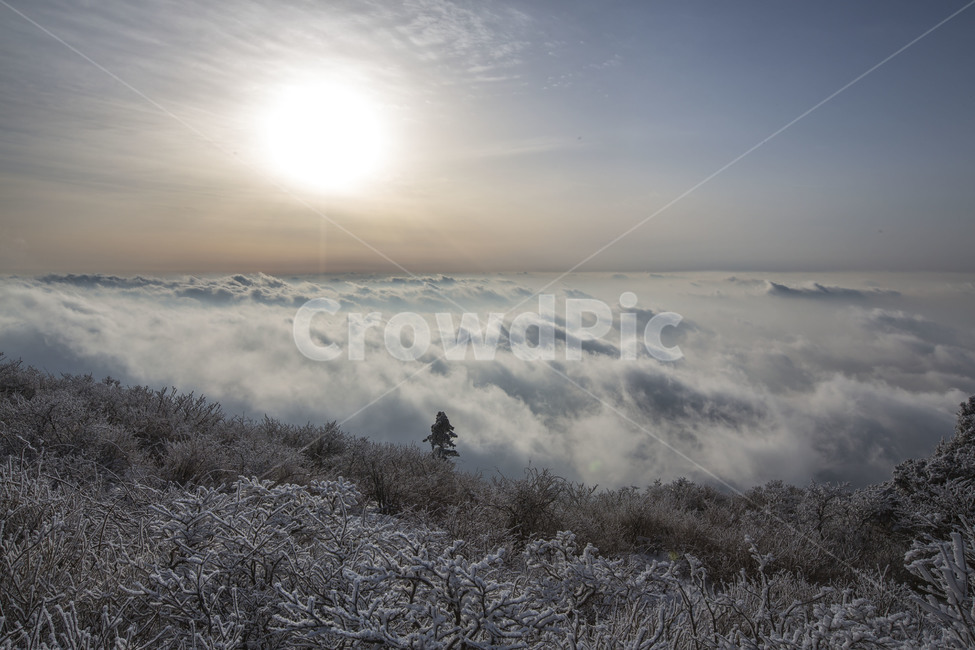 운해,일몰,풍경,눈꽃,상고대,겨울,계절,winter,season,자연,풍경,nature,landscape,tree,나무,plant,식물,fir,전나무,outdoors,옥외