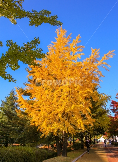 가을,단풍,은행나무,노란색,자연,풍경,하늘,거리,가을,계절,fall,autumn,season,tree,나무,plant,식물,leaf,잎,maple