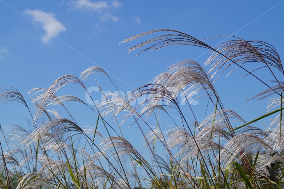 갈대,자연,갈대밭,가을,autumn,가을,계절,fall,autumn,season,plant,식물,grass,잔디,lawn,reed