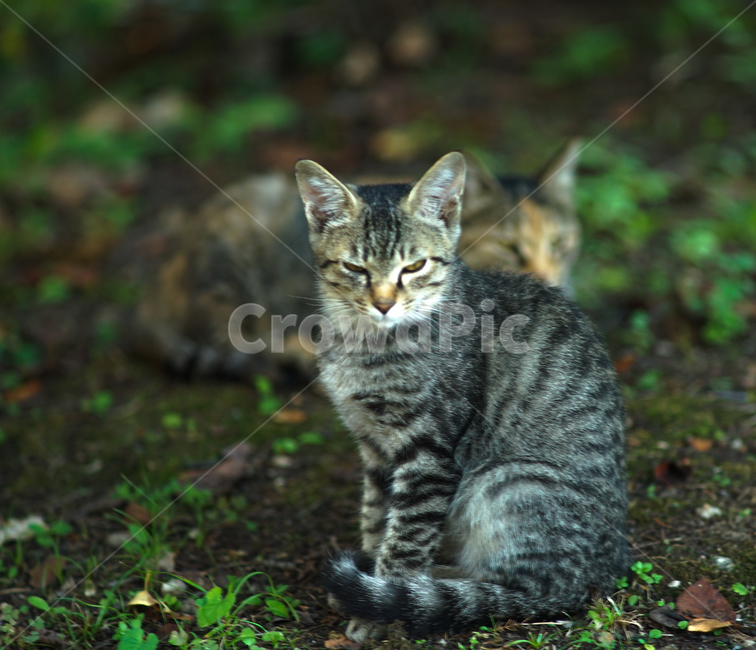 고양이,야생,들고양이,동물,숲,포유류,동물,animal,포유류,mammal,고양이,cat,kitten,kitty