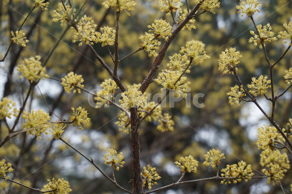 꽃,봄,노란색,흐린날,나무,식물,자연,plants,nature,꽃,flower
