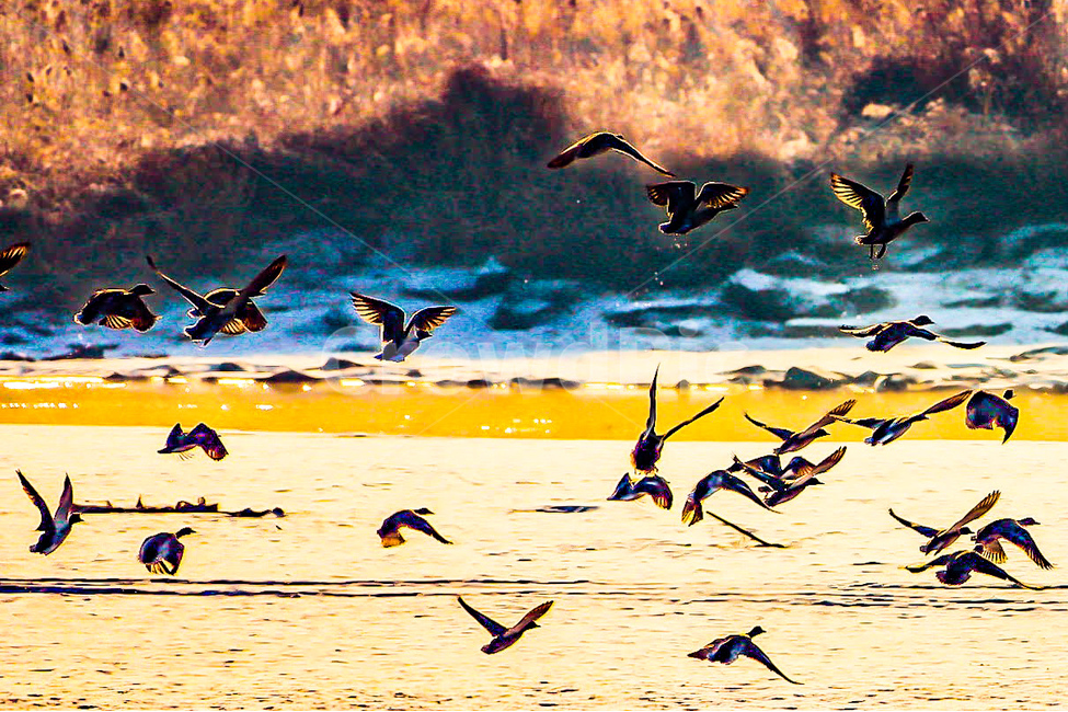 자연,오리,저수지,동물,조류,동물,animal,조류,새,birds