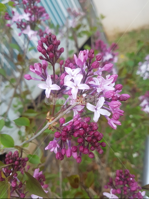 꽃,자연,식물,봄,flower