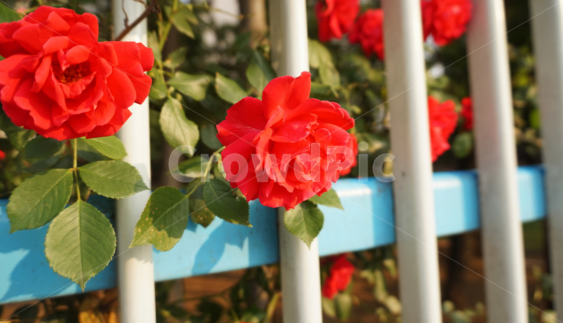 꽃,flower,장미,flowers,red,redflower