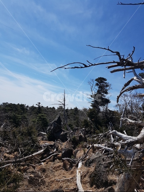 한국,제주도,자연,나무,산,korea,jejuisland,nature,wood,tree,mountain,자연,풍경,nature,landscape
