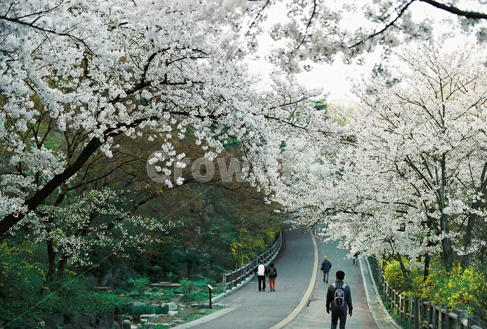 벚꽃,벚나무,cherryblossom,봄,4월,꽃,식물,자연,풍경,꽃잎,나무,sakura,spring,flower,계절,봄,계절,spring,season,자연,풍경,nature,landscape,plant,blossom,cherry blossom