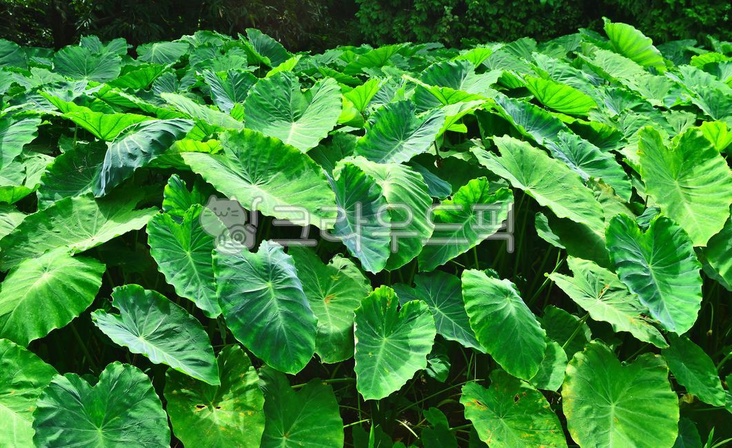Cheonnam and,green,subtropical plants,field farming,Taro stand,tropical herbaceous plant,industry,crops,leaf,food,health food,taro leaves,background,plant,ingredients,edible