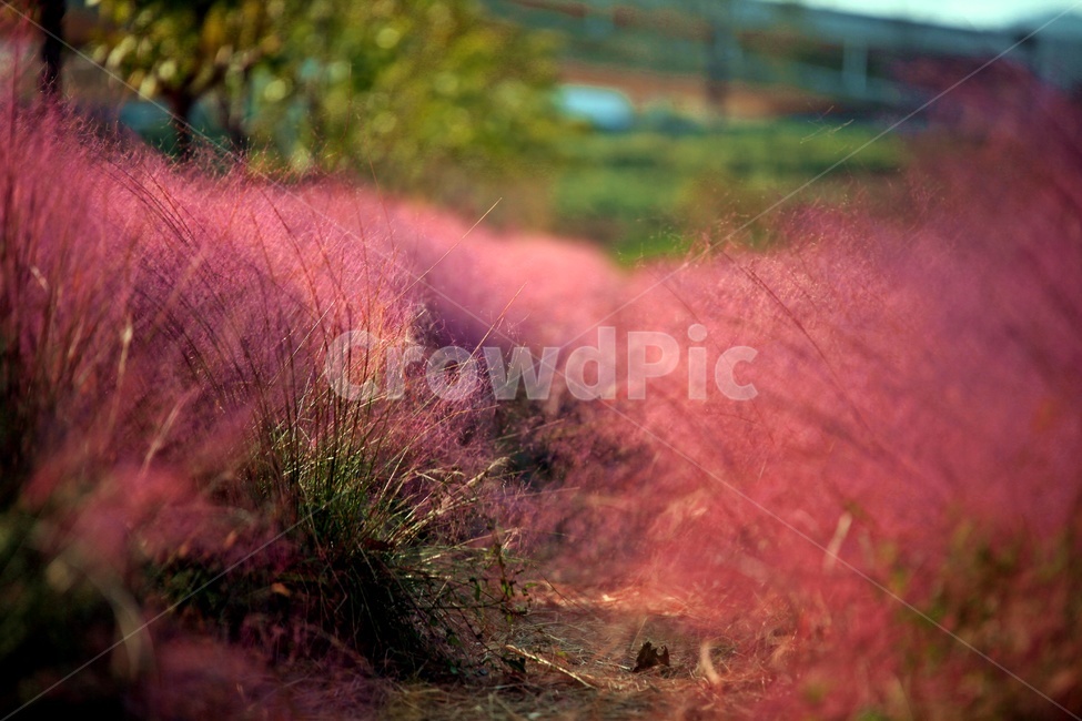 핑크뮬리,공원,자연,갈대,나무,가을,계절,fall,autumn,season,식물,자연,plants,nature