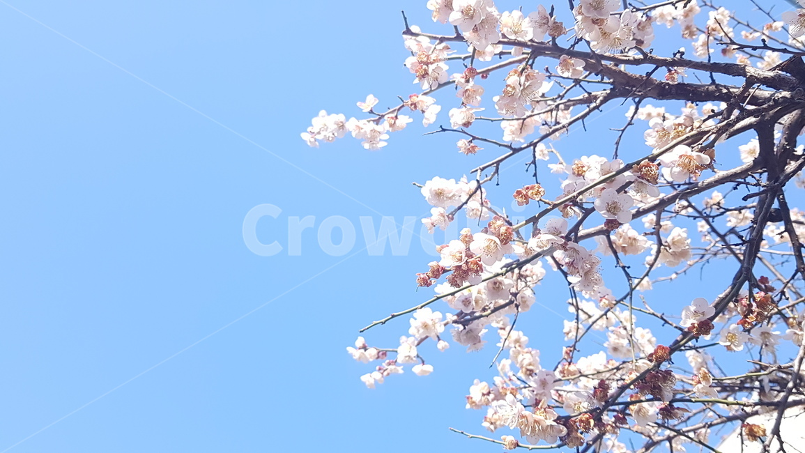 봄꽃,매화,꽃나무,봄풍경,하늘,blossom,apricot,umeflower,spring,봄,계절,spring,season,자연,풍경,nature,landscape,plant,식물,꽃,flower