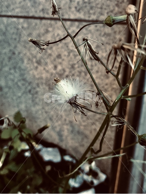 홀씨,식물,가을,고독,외로움,식물,자연,plants,nature