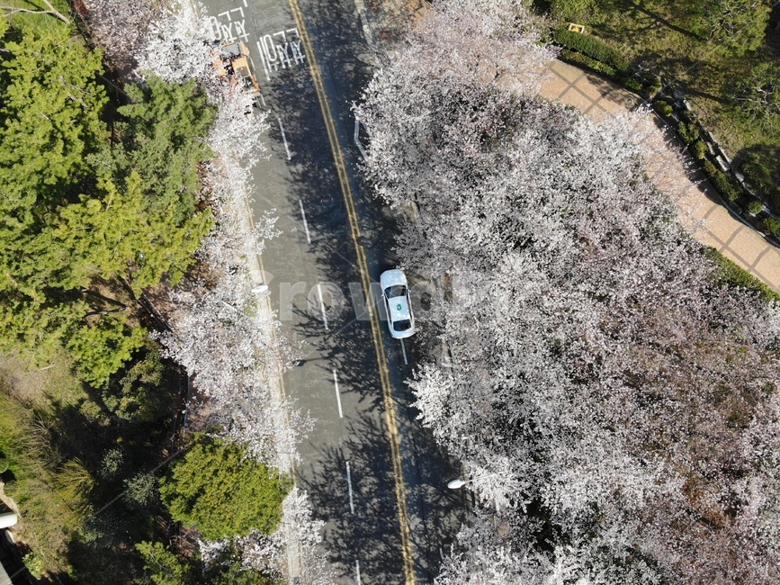 scenery,풍경,nature,자연,landscape,경치,조감도,outdoors,옥외,벚꽃,드론,드론사진,길,꽃,봄