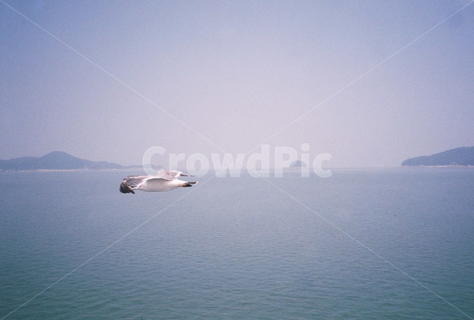 필름,필름사진,film,바다,sea,배,boat,자연,nature,섬,island,갈매기,새,bird