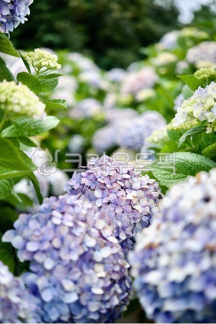 Hydrangea,summer flower,hydrangea,purple hydrangea,sky blue hydrangea,blue hydrangea,blue flower,hydrangea festival,hydrangea field,hydrangea bouquet,flower,flower,emotion,summer,nature,nature