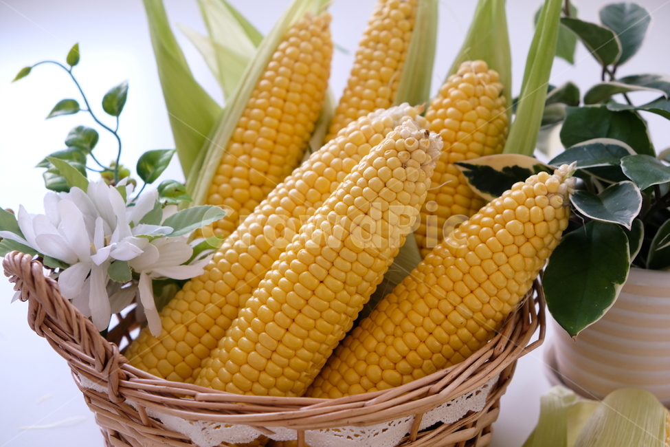 옥수수,초당,콘,노란옥수수,신선,식품,음식,초당옥수수,corn,yellow,fresh,food,음식,식재료,요리,food,cook,meal,dishes,food reserves,곡류,곡식,cereals