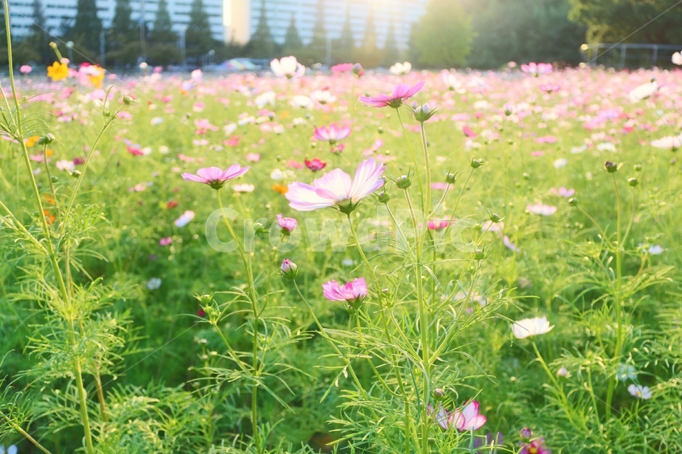 코스모스,풍경,꽃,식물,노을,가을,계절,fall,autumn,season,식물,자연,plants,nature,꽃,flower,outdoors,옥외,grassland,목초지,field,들,plant,jar,항아리,vase,병 장식,potted plant,화분,pottery,도기류