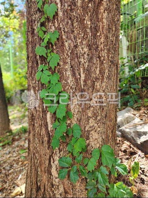 나무,덩쿨,자연,treetrunk,나무줄기