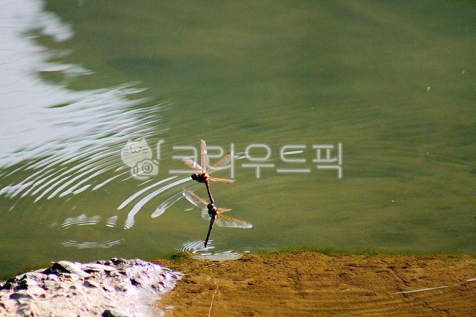 flight,couple,wave,mating,dragonfly,fall,stream,insect,spawning flight,mating flight,spawning,dregonfly,water,pair,red dragonfly,fly,ripple,outdoors,river water,wings,animal,river,autumn,flapping wings,reproduction