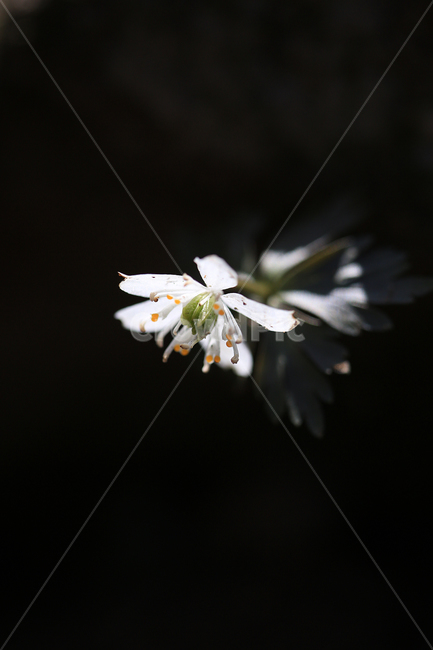 봄,꽃,야생화,바람꽃,너도바람꽃,산,spring,flower,wildflower,windflower,봄,계절,spring,season,식물,자연,plants,nature,꽃,flower,plant