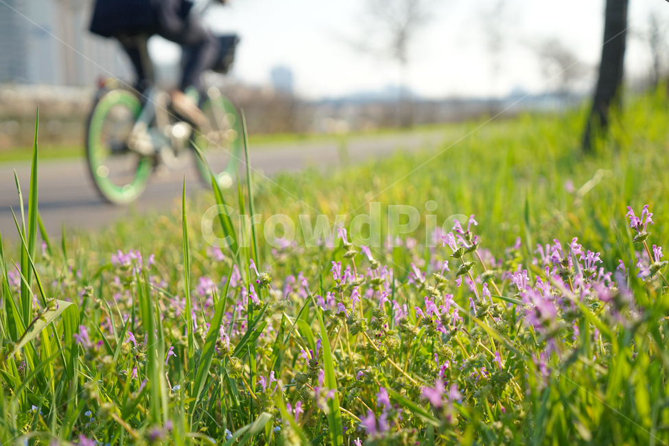 자전거,운동,공원,산책,bicycle,wheel,식물,plant,잔디,grass,bike,vehicle,차량,여름,푸릇,풋풋,초록,그린,녹색,꽃,핑크,야외,자연,스포츠,레저,운동,sports,leisure,exercise