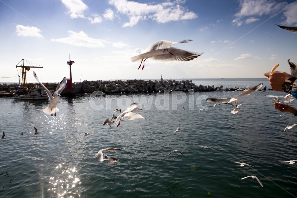 갈매기,해안,새우깡,먹이,구름,동물,animal,조류,새,birds