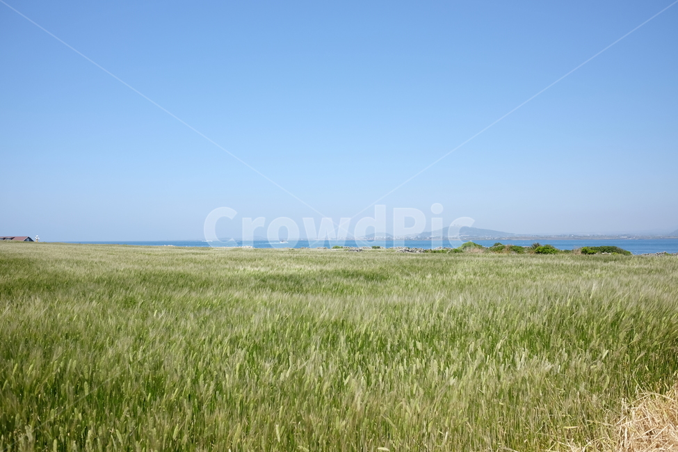 청보리,봄,제주,가파도,자연,풍경,하늘,맑음,쾌청,밭,시골,자연,풍경,nature,landscape,한국자연풍경,한국자연경관,korea nature landscape,제주도,jeju,jeju island,field,들,grassland,목초지,outdoors,옥외,grass,잔디,plant,식물