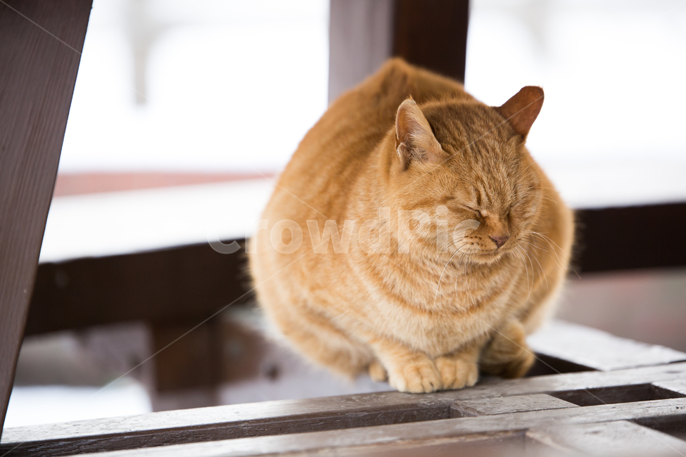 고양이,동물,나무,wood,갈색,동물,animal,포유류,mammal,고양이,cat,kitten,kitty