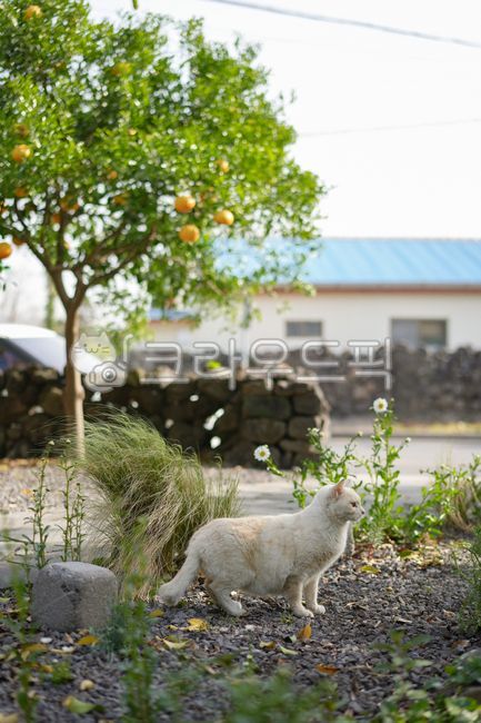 고양이,동물,길고양이,제주도,돌담