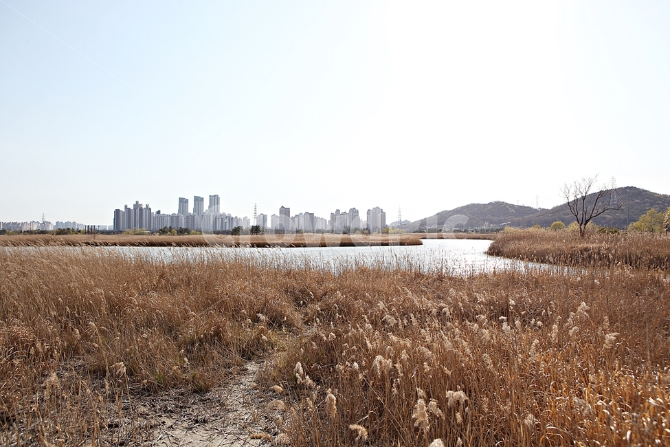 소래습지생태공원,억새,갈대,식물,공원,자연,풍경,생태공원