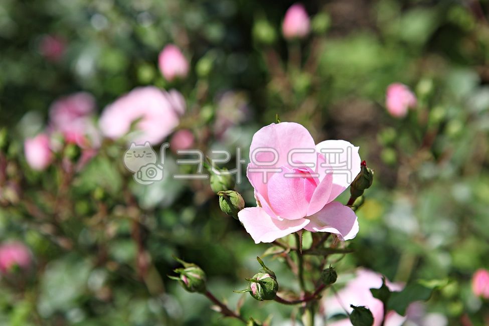 spring flowers,spring,petal,nature,plant,Rose,rose,leaf,park,flower