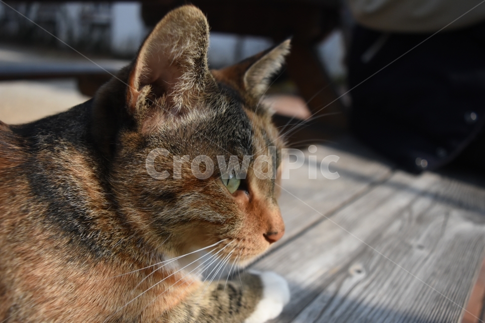 길고양이,고양이,개냥이,일상,동물,동물,animal,포유류,mammal,고양이,cat,kitten,kitty