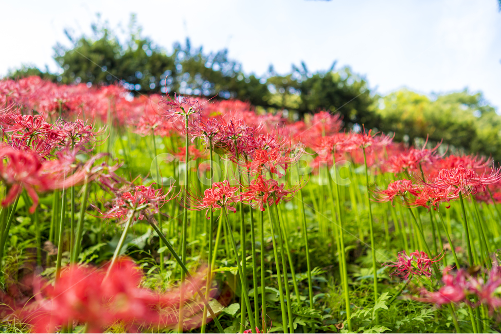 산야초,꽃무릇,꽃,빨강,매크로,식물,자연,plants,nature,꽃,flower