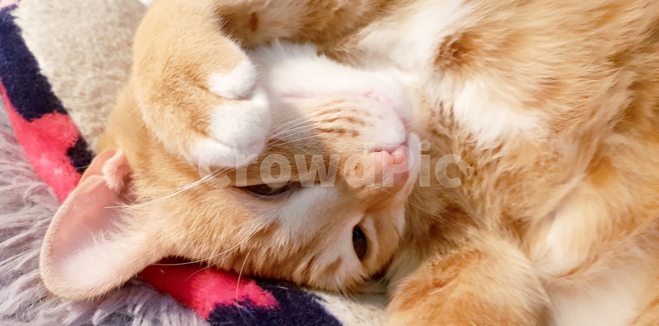 치즈태비고양이,고양이애교,반려묘,노란고양이,귀여운고양이,고양이,cat