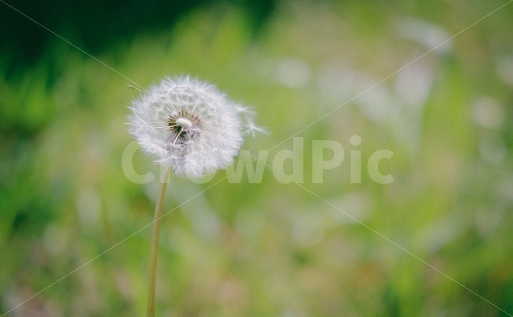 민들레,홀씨,꽃,풀,자연,아웃포커스,식물,자연,plants,nature,꽃,flower,감성,sensible,feeling