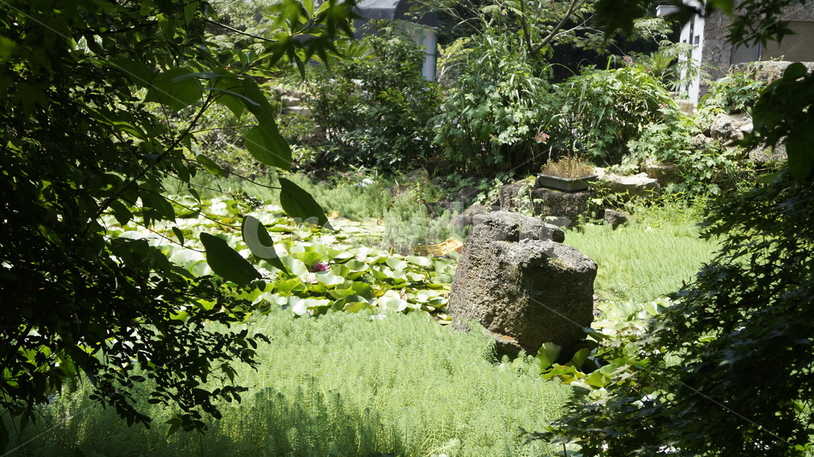 풍경,꽃,자연,나무,풀,자연,풍경,nature,landscape,jar,항아리,potted plant,화분,pottery,도기류,plant,식물,vegetation,초목,planter,파종기,herbs,허브,herbal,허벌,bush,부시